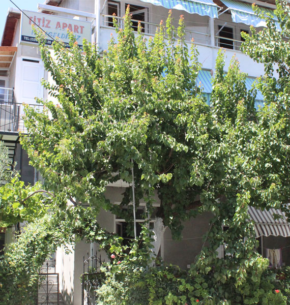 Avşa Adası Pansiyonları